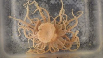 Media type: image;   Invertebrate Zoology 153117 Description: live specimen;
